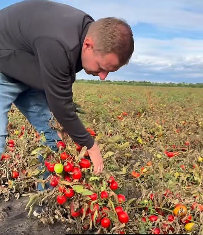 Врожай помідорів у Миколаївській області (кадр із відео: instagram.com/viktor_sviderskiy)